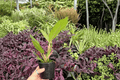 Philodendron Pluto “Choco Empress” - 2 Bare Root Live Plants, 4-Inch