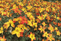 Bidy Boom Wildfire Beggarticks (Bidens) - 4-Inch Pot, 1 Live Plant