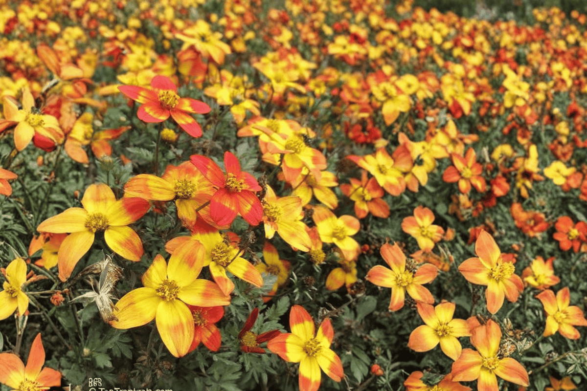 Bidy Boom Wildfire Beggarticks (Bidens) - 4-Inch Pot, 1 Live Plant