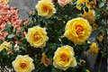 Golden Masterpiece Yellow Rose Bush 3 Gal Live Plant - Rosa Flowering Garden Shrub