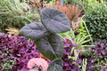 Alocasia Maharani Live Plant - 4-Inch Pot (Exact Plant) | Indoor Tropical Foliage