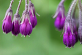 Russian Comfrey Bocking #4 Live Root Crowns - 2.5 lbs