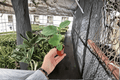 El Capitolio Orange Hibiscus Starter Plants (2) Bare Root | Hibiscus rosa-sinensis