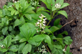 Pachysandra procumbens Live Rooted Cuttings – Allegheny Spurge Ground Cover (10)