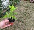 Lemon Tree Live Rooted Cutting Citrus limon – Live Rooted Cutting for Container or Garden