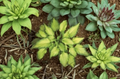Hosta Emerald Ruff - Live Potted Plant in 2.5" Pot (Shade)…