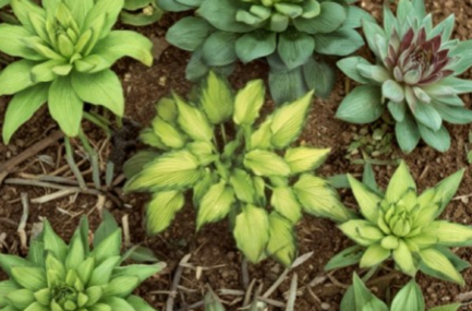 Hosta Emerald Ruff - Live Potted Plant in 2.5" Pot (Shade)…