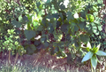 Thompson Seedless Grape Vine Cuttings – 4 Unrooted Green Cuttings for Propagation