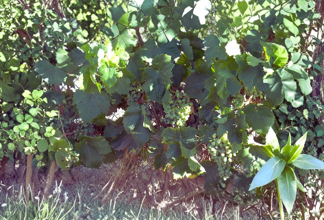 Thompson Seedless Grape Vine Cuttings – 4 Unrooted Green Cuttings for Propagation