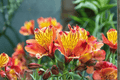 Princess Diana Princess Lily Alstroemeria (1 Gallon) - Live Plant