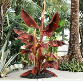 Siam Ruby Variegated Ornamental Banana Plant - Live Rooted Starter Plant