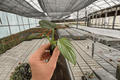 Philodendron pastazanum 'Silver Cloud' Starter Plants (2) – 2-inch Pots, Fully Established Roots
