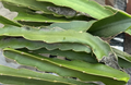 Dragon Fruit (Pitaya) Live Cuttings - 2 Unrooted 8–12in for Propagation