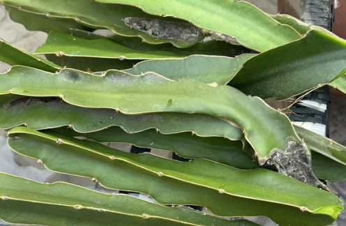 Dragon Fruit (Pitaya) Live Cuttings - 2 Unrooted 8–12in for Propagation