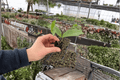 Hoya Jade (Hoya carnosa) Live Starter Plants — 2-Pack, Bare Root