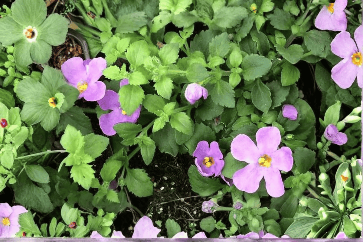 Scopia Gulliver Blue Bacopa (Sutera cordata) – 1 Live Plant in 4-Inch Pot
