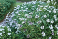 Amethyst in Snow Cornflower (Centaurea montana) - 4-Inch Live Plant