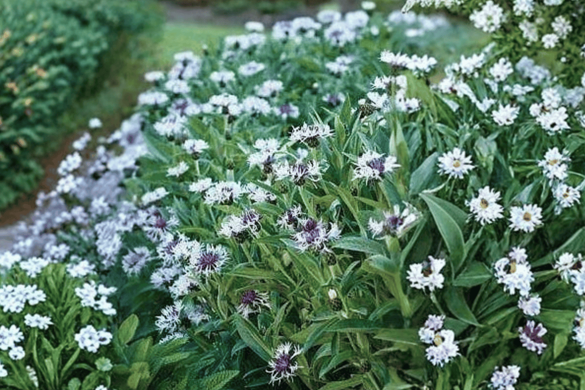 Amethyst in Snow Cornflower (Centaurea montana) - 4-Inch Live Plant