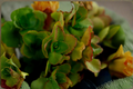 Calico Kitten Crassula pellucida subsp. marginalis 'Variegata' Live Succulent - 2-Inch Pot