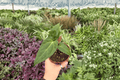 Anthurium FS x Ferrari Live Plants, 2-Pack - 4” Pot (Exact Plants)