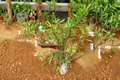 Fouquieria purpusii Live Succulent Plant in 4-Inch Pot