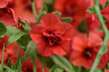 Calibrachoa MiniFamous Uno Double Orange Million Bells — 4-Inch Live Plant