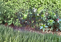 Spineless Opuntia Ellisiana Prickly Pear Cactus Plant – Live Opuntia cacanapa Ellisiana
