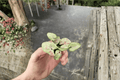 Syngonium Milk Confetti Live Starter Plants (2) Bare Root