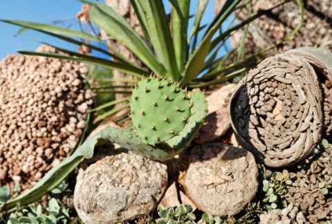 Opuntia macrorhiza Plains Prickly Pear Pad Cutting – Live Unrooted Cactus Pad for Propagation