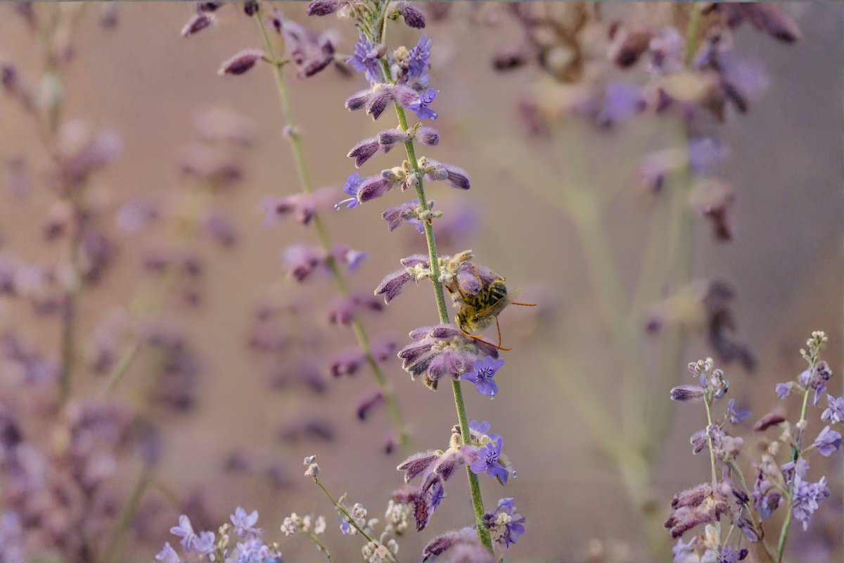 Perovskia atriplicifolia 'Prime Time' Russian Sage Live Plants - 3 Unrooted Starter Plants in 1-Quart Pots