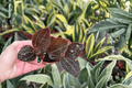 Ludochilus 'Sea Turtle' Jewel Orchid Starter Plants — 2 Bare Root