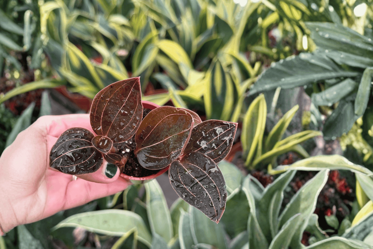Ludochilus 'Sea Turtle' Jewel Orchid Starter Plants — 2 Bare Root