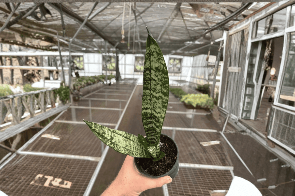 Sansevieria zeylanica 2 Live Plants (Dracaena trifasciata) 4-Inch Bare Root