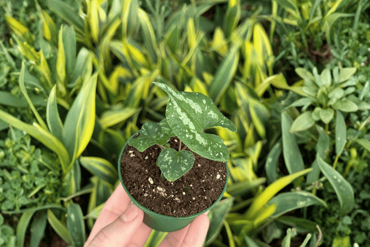 Asarum splendens ‘Quicksilver’ Starter Plants (2) – 2-Inch Pots