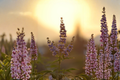 Vitex Chaste Tree Live Plant (Vitex agnus-castus) – Lilac Chasteberry