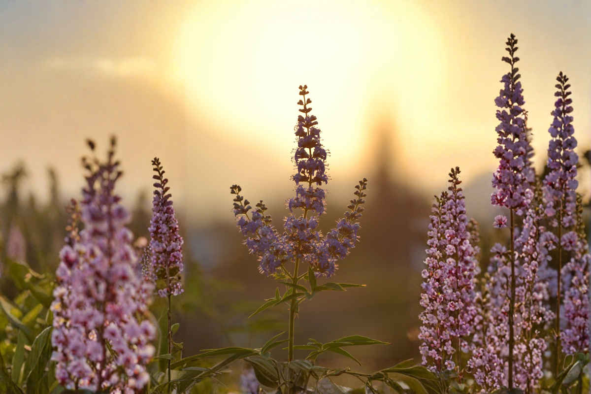 Vitex Chaste Tree Live Plant (Vitex agnus-castus) – Lilac Chasteberry