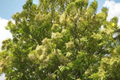 Arizona Ash Live Tree Plant Fraxinus velutina – 2–3 ft Tall