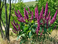 Purple Firespike Plant Cuttings Odontonema strictum - 6 Live Unrooted Cuttings