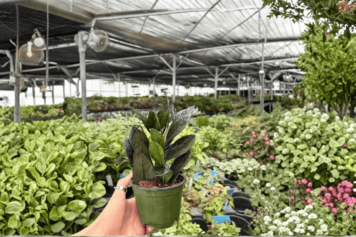 ZZ Black Queen 2 Live Plants in 4-Inch Pots | Zamioculcas zamiifolia