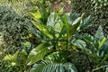 Dieffenbachia Dumb Cane Live Cutting – Variegated, Unrooted Indoor Houseplant Cutting