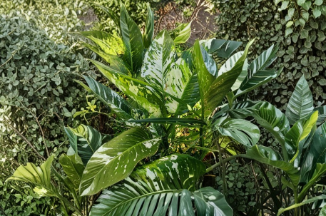 Dieffenbachia Dumb Cane Live Cutting – Variegated, Unrooted Indoor Houseplant Cutting