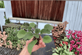 Sunset Kiss African Violet Starter Plants (2) - Streptocarpus ionanthus ‘Sunset Kiss’