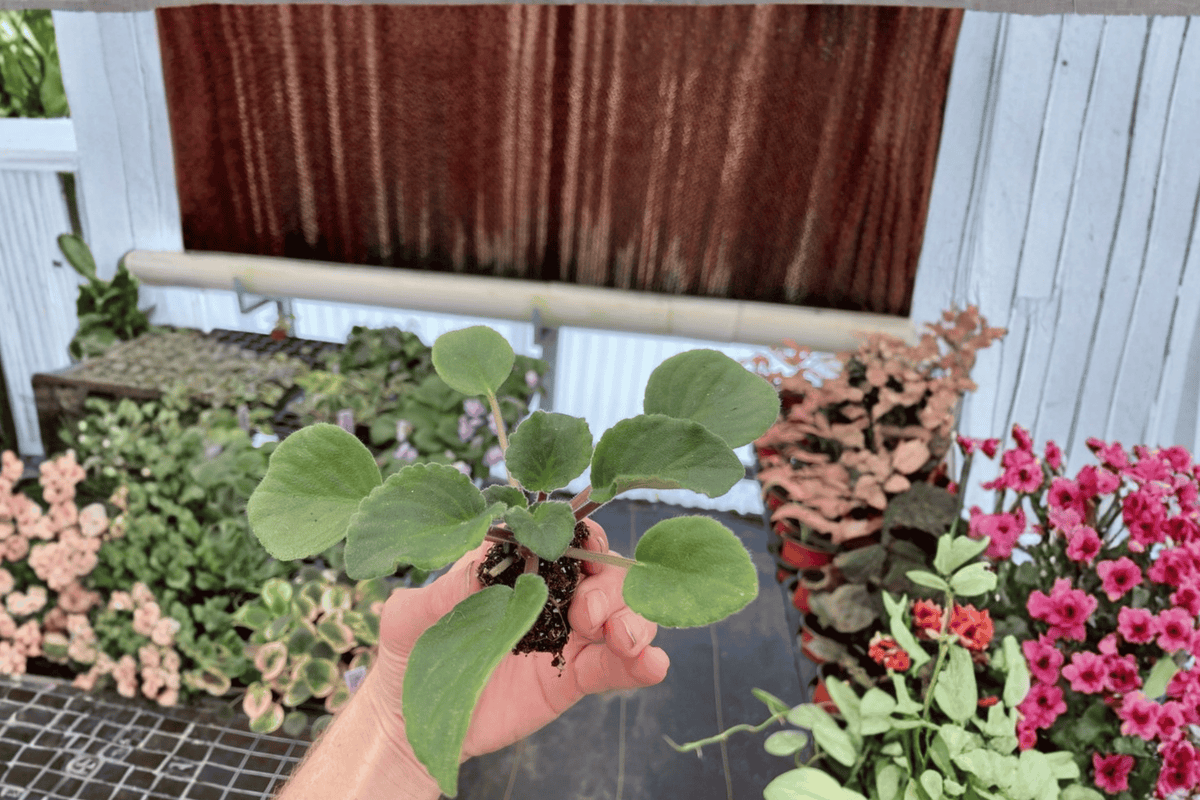 Sunset Kiss African Violet Starter Plants (2) - Streptocarpus ionanthus ‘Sunset Kiss’