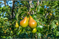 Pineapple Pear Tree – Pineapple Pyrus communis ‘Pineapple’ 4-6 ft Live Fruit Tree