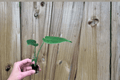 Monstera deliciosa Starter Plants (2) | Swiss Cheese Plant, Bare Root with Soil Pods