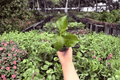 Hibiscus rosa-sinensis 'Rios Purple Sunset' - 2 Live Starter Plants (Bare Root or Soil Pod)