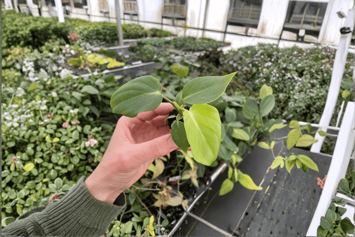 Philodendron Dean McDowell - 2 Live Starter Plants (2-inch)