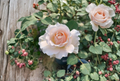 French Lace Rose Cuttings - Unrooted, for Propagation (3 Live Cuttings)