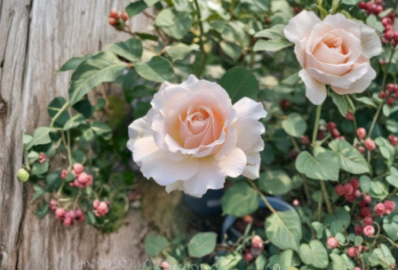French Lace Rose Cuttings - Unrooted, for Propagation (3 Live Cuttings)