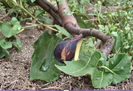 Greek Isles Black Jack Fig Tree Cuttings – 10 Unrooted Scions for Propagation
